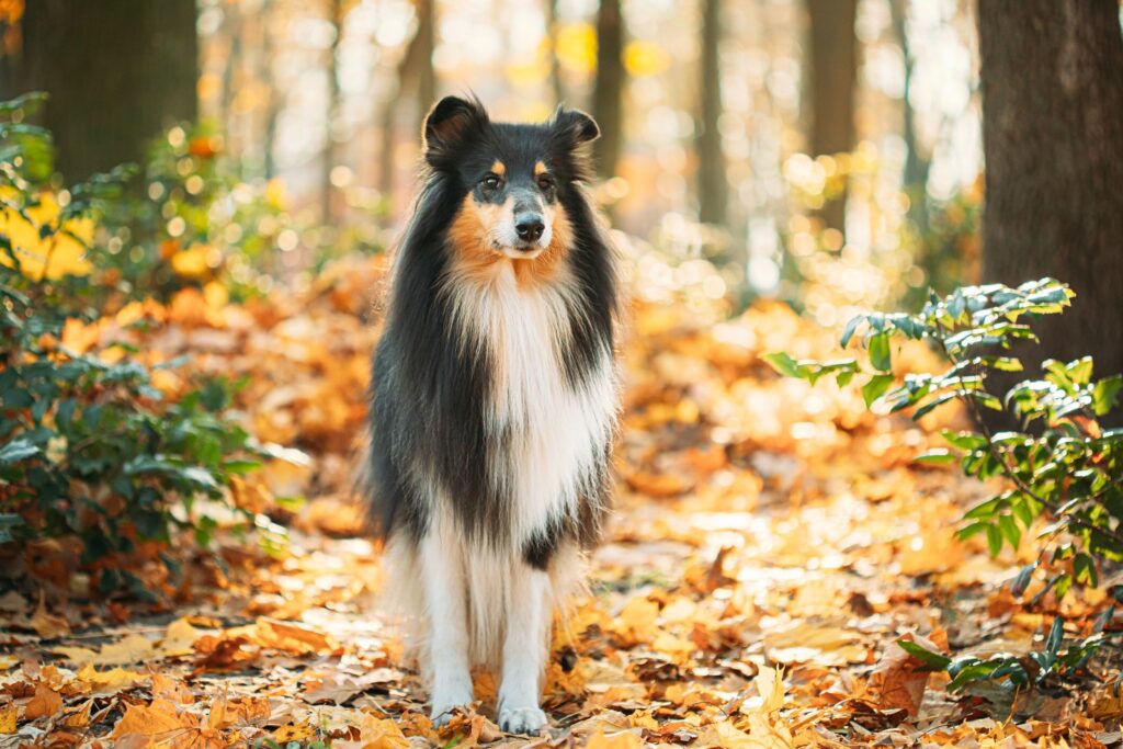 tricolor rough collie standing in an autumn forest