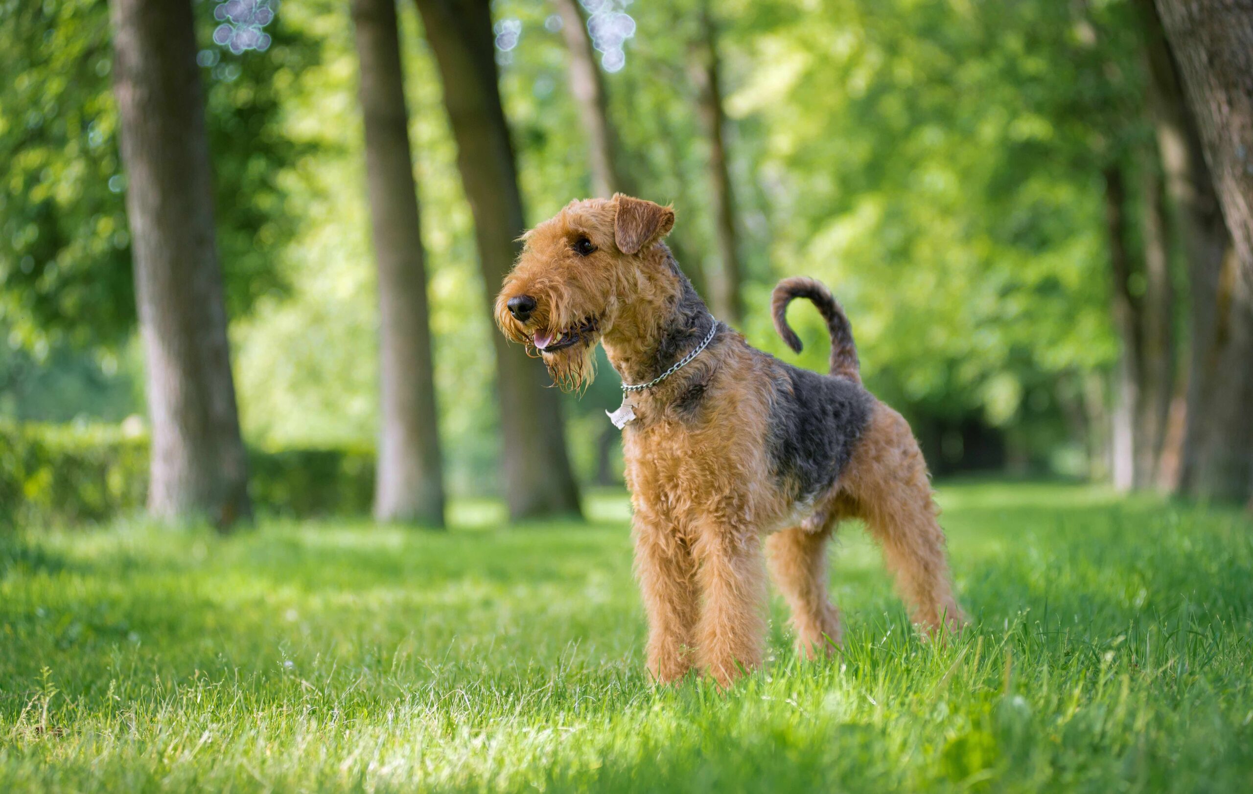 An Airedale Terrier dog standing outside in a park