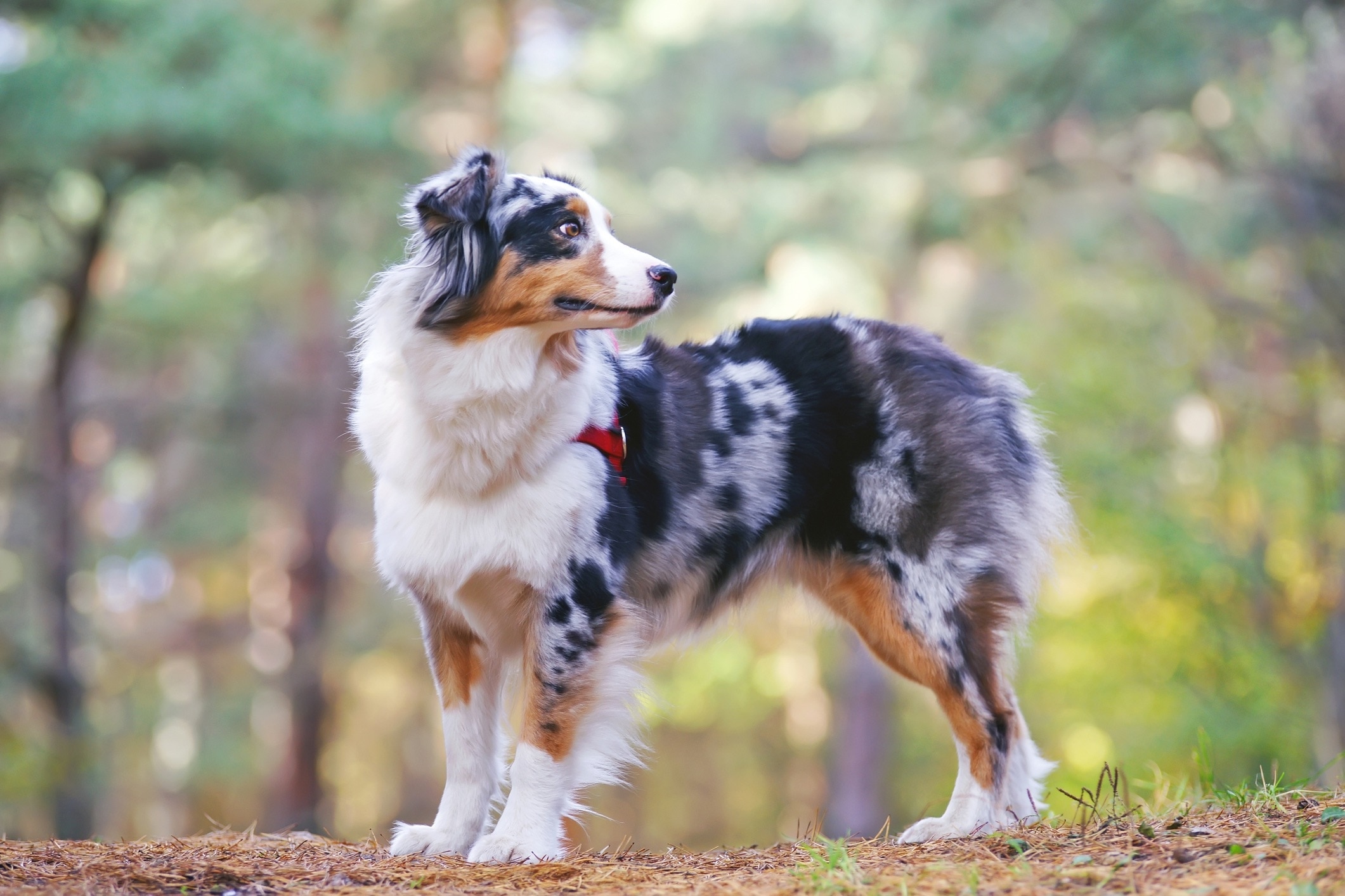 blue merle australian shepherd standing on a hiking trail