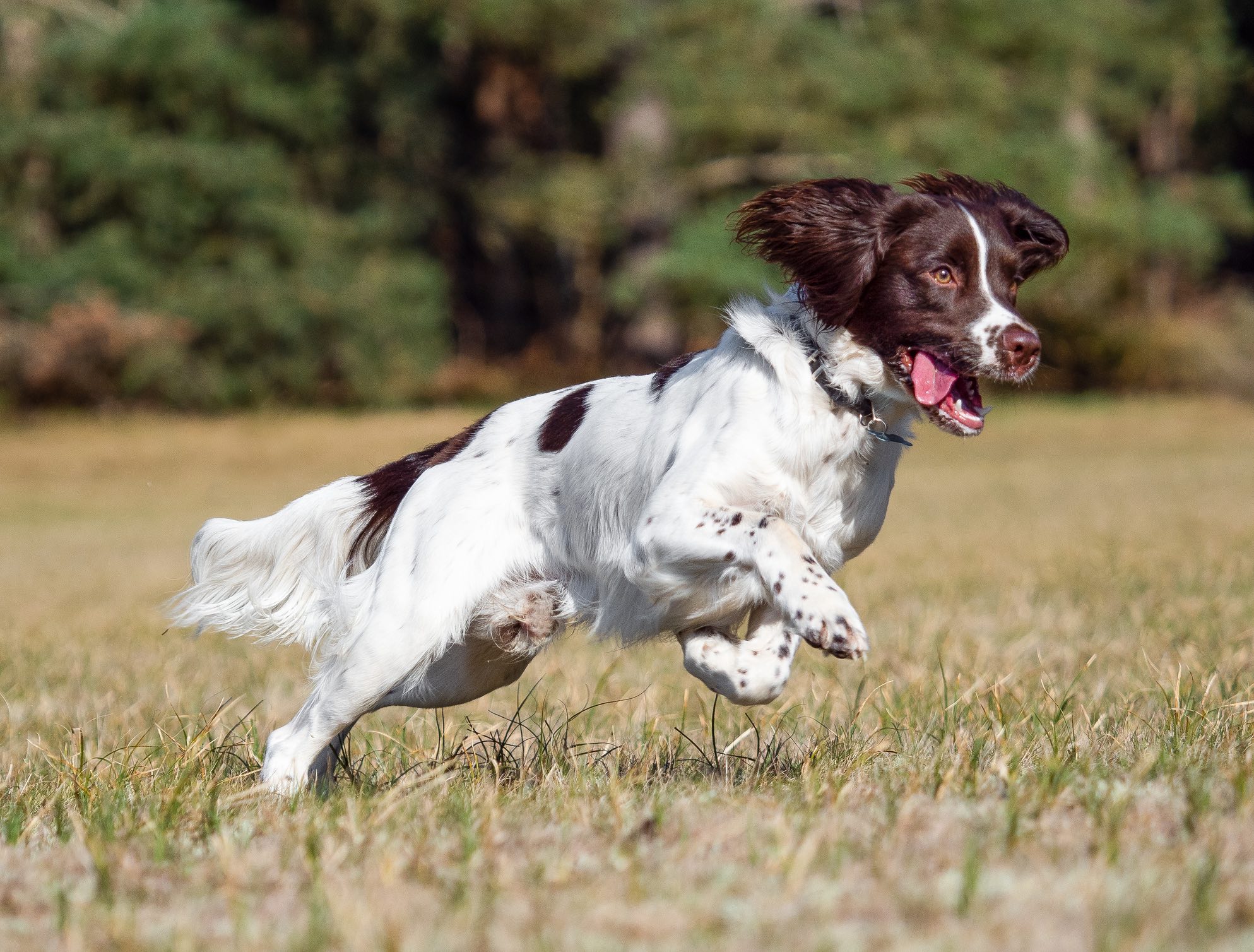 a brown and white English Springer Spaniel running through a field