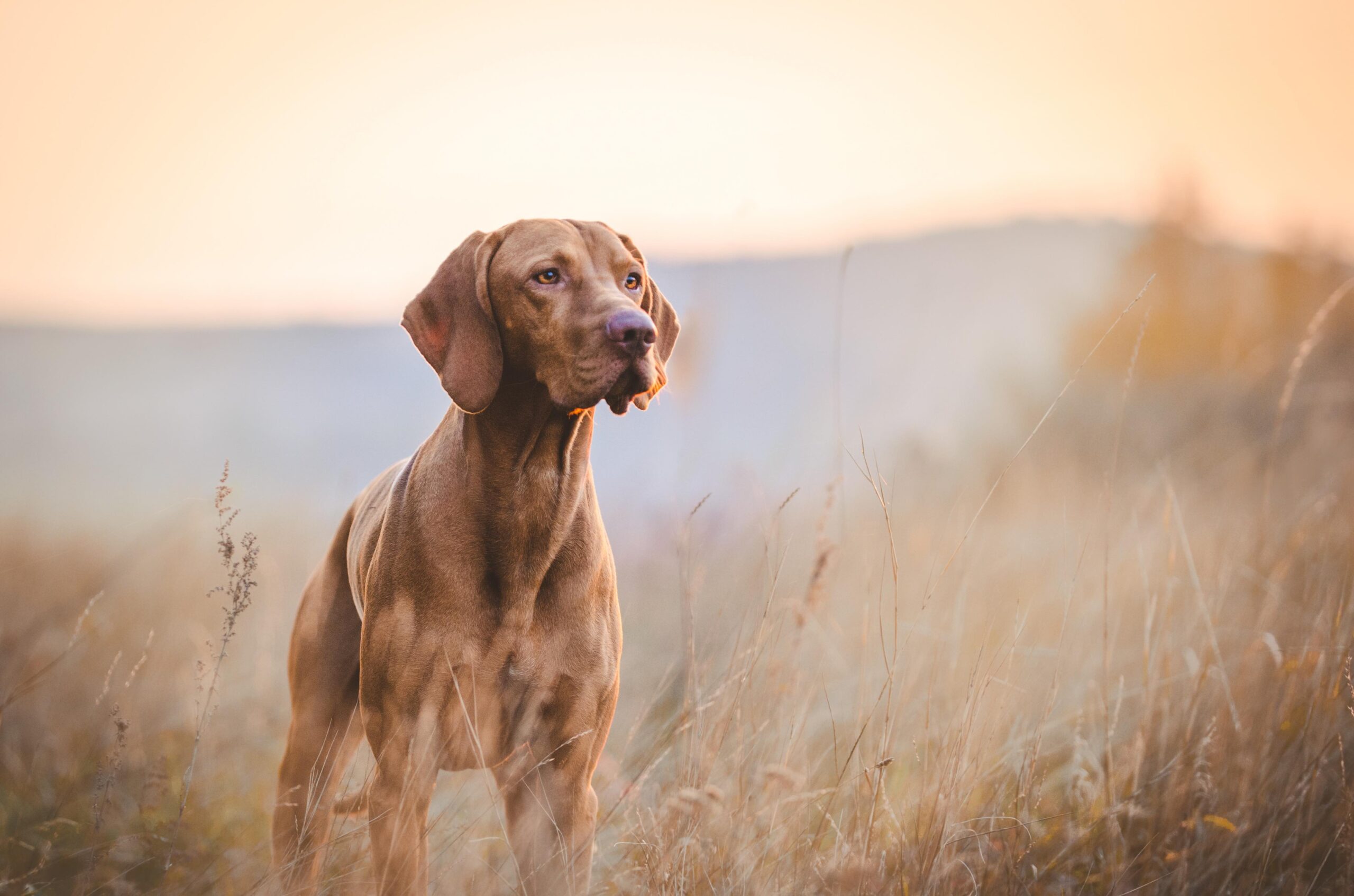 vizsla standing in a field at sunrise