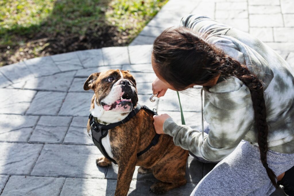 woman putting a harness on a brindle english bulldog