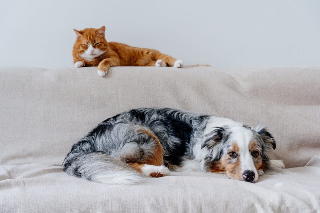 red cat and australian shepherd lying on a couch together