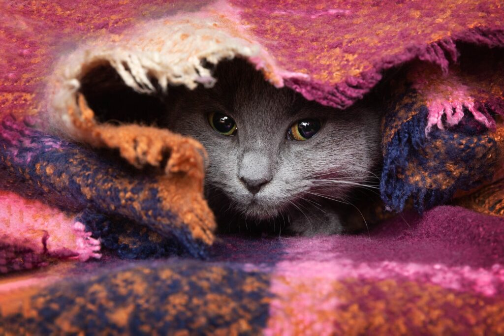 A gray cat hides under a pink blanket.