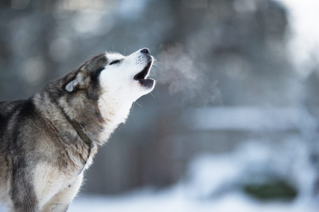 An Alaskan Malmute howls in the snow.