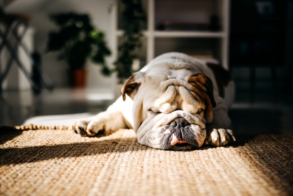 An English Bulldog sleeps on the floor.