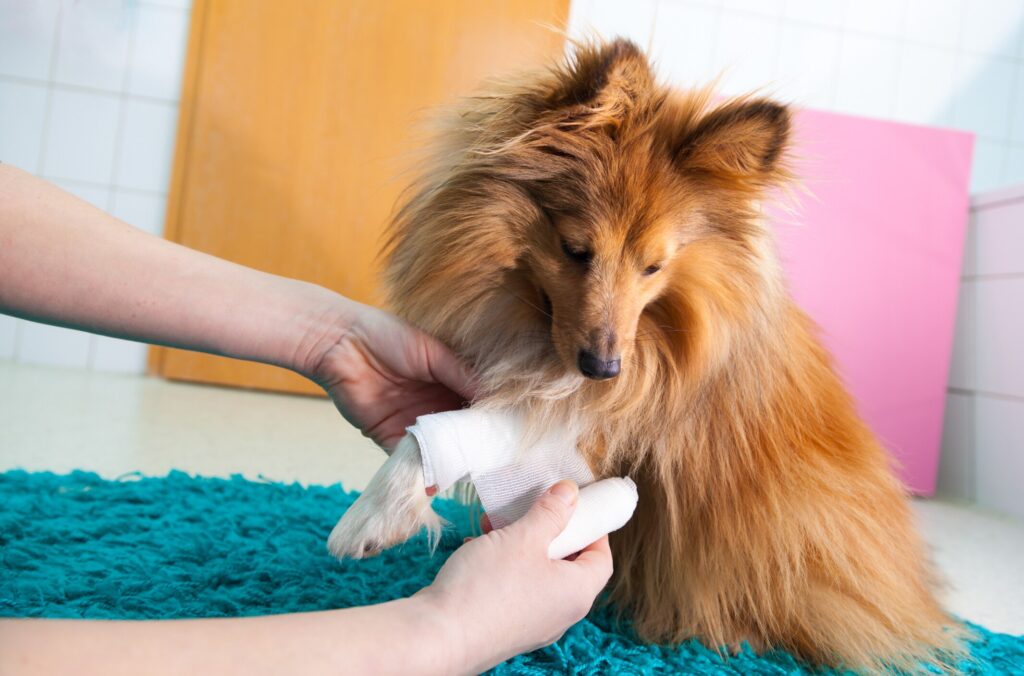 Pomeranian dog getting paw wrapped with gauze