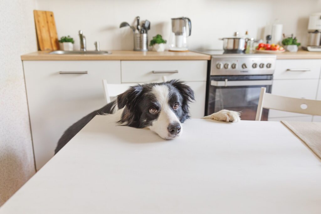 border collie sitting with his head resting on a kitchen table and looking at the camera