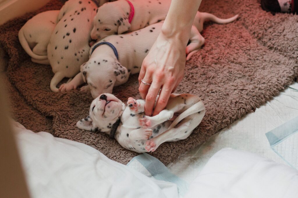 litter of Dalmatian puppies in a circle