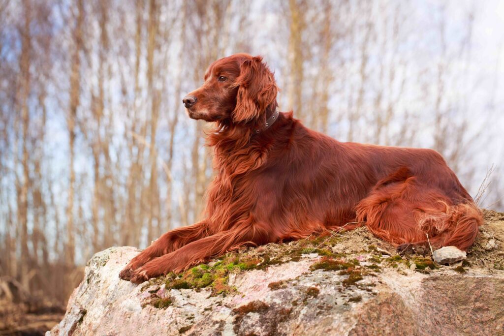 red irish setter lying on a boulder outside