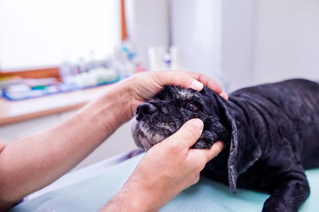vet opening up dog eye to examine