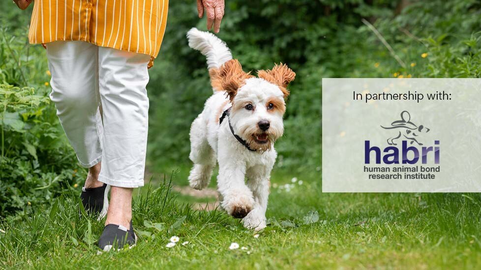 dog walking next to woman