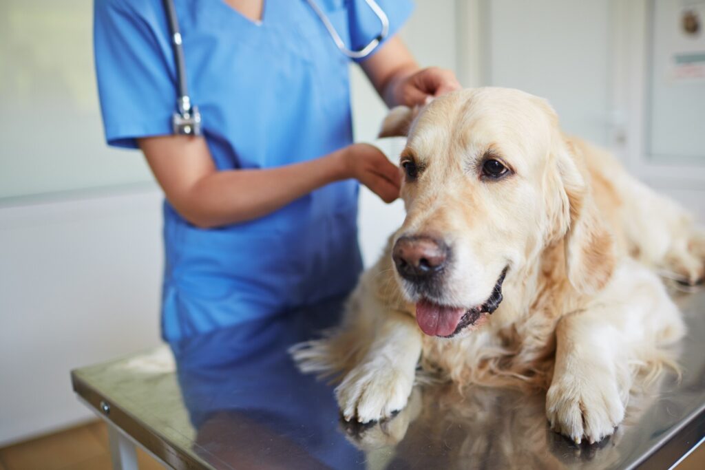 dog lying on exam table