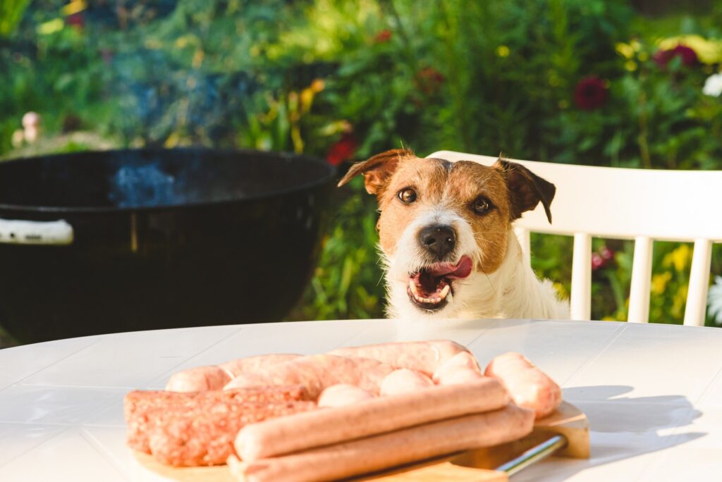 jack russell terrier staring at a plate of sausage and other meats