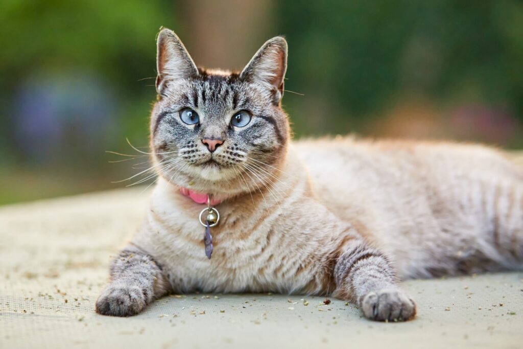 lynx point cat with blue crossed eyes lying down