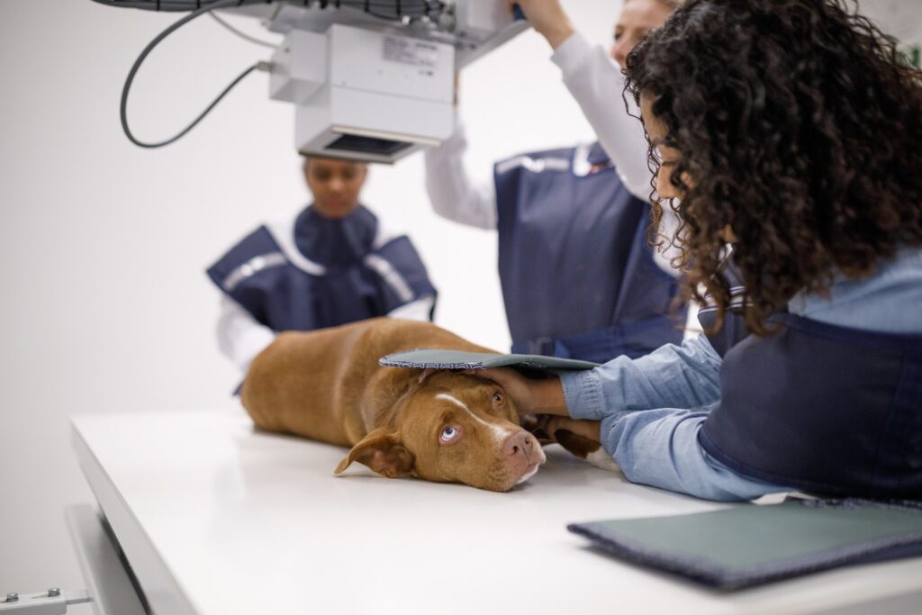 A dog gets an X-ray at the vet.