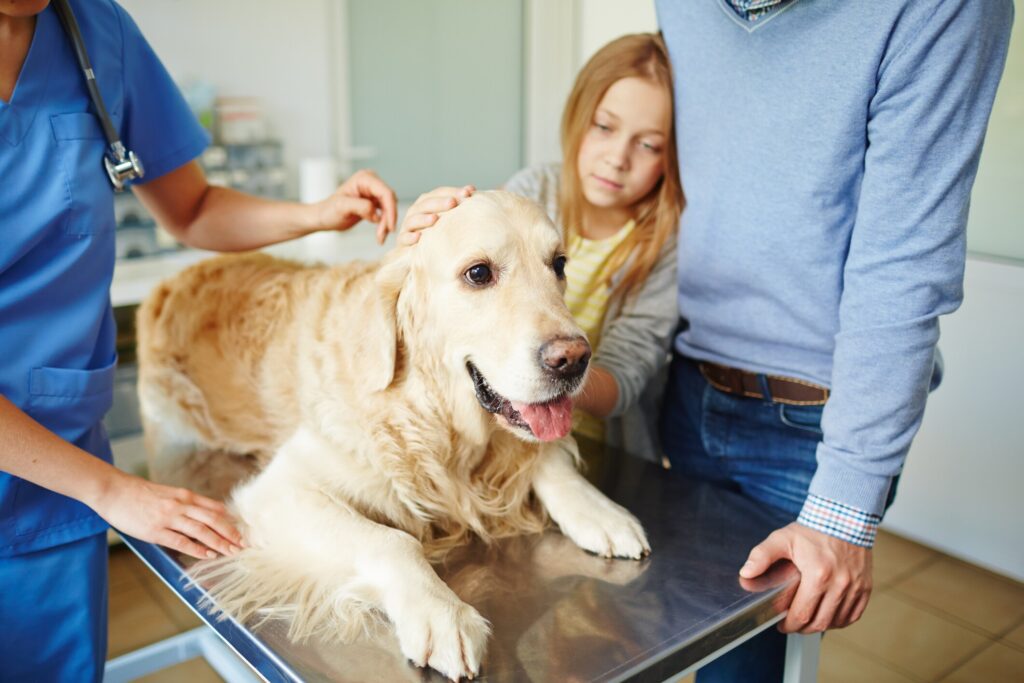 A Golden Retriever lays down at the vet.