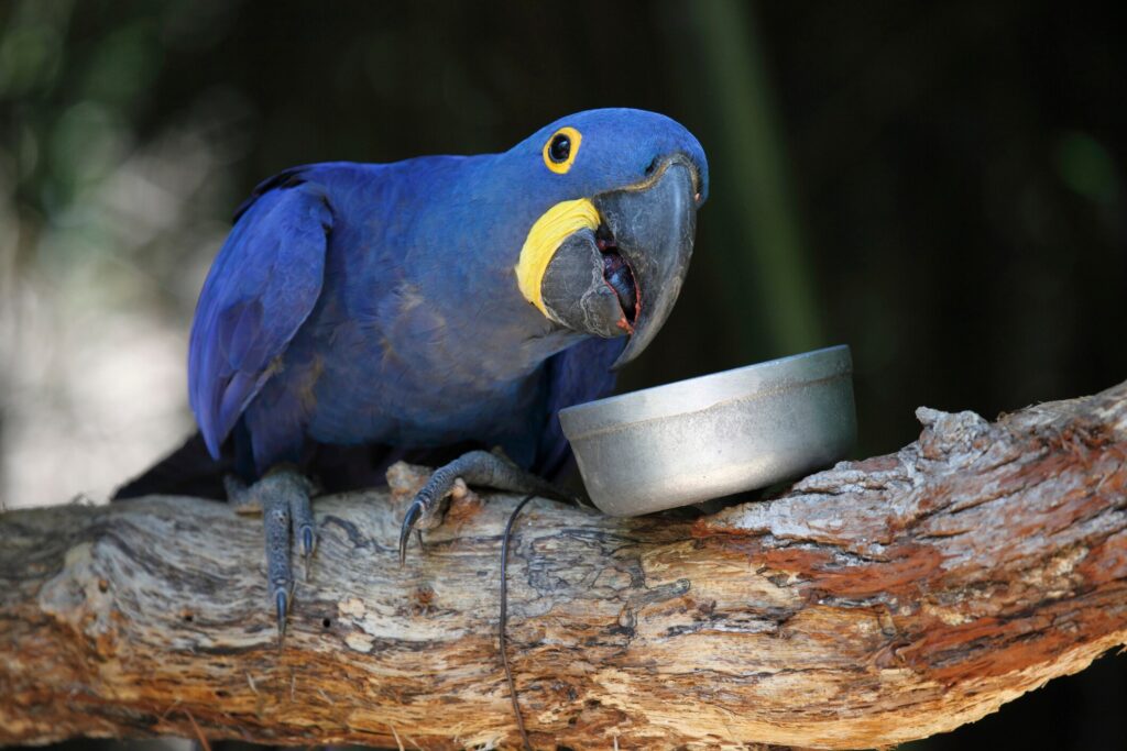 Parrot eating out of bowl