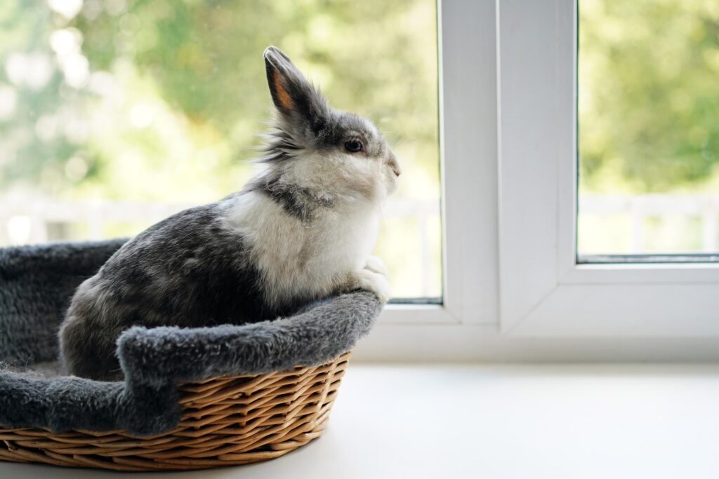 Bunny relaxing outside cage