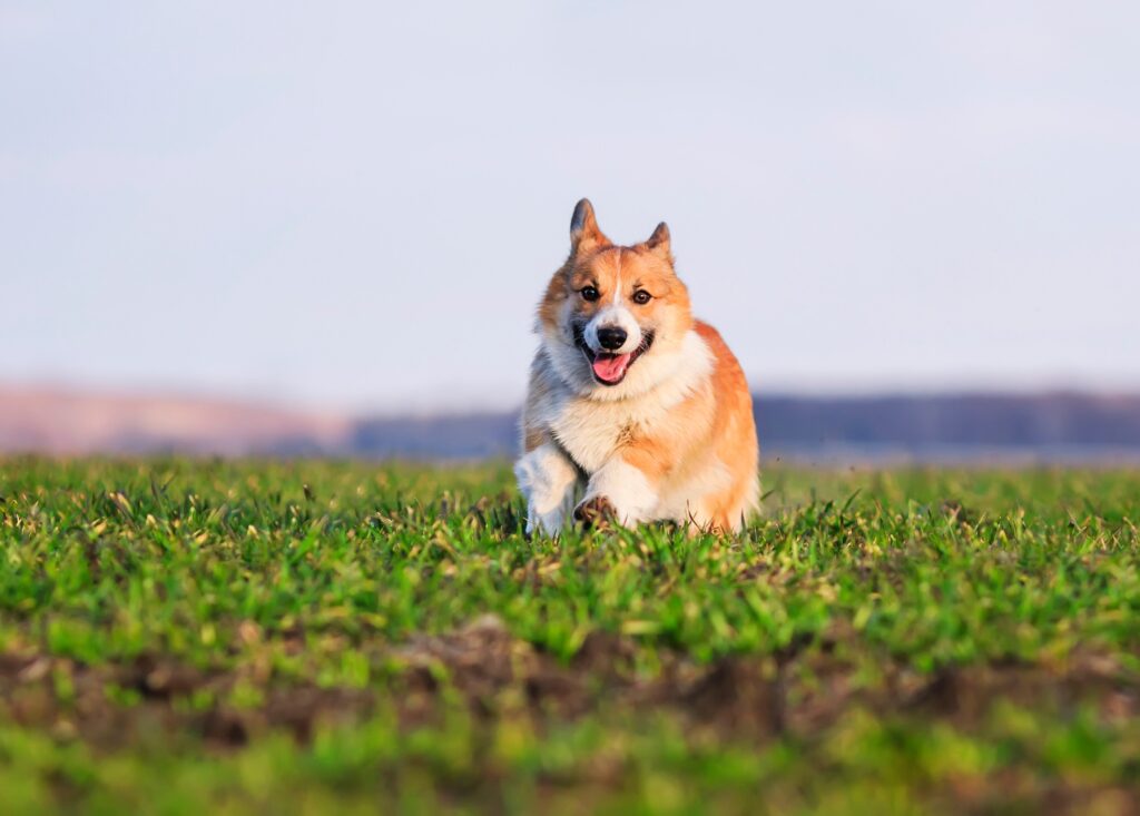 A corgi runs through a field.