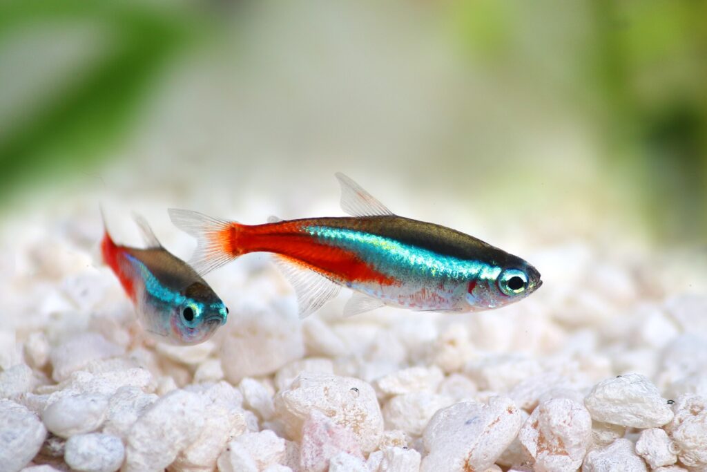 two tetra neon
