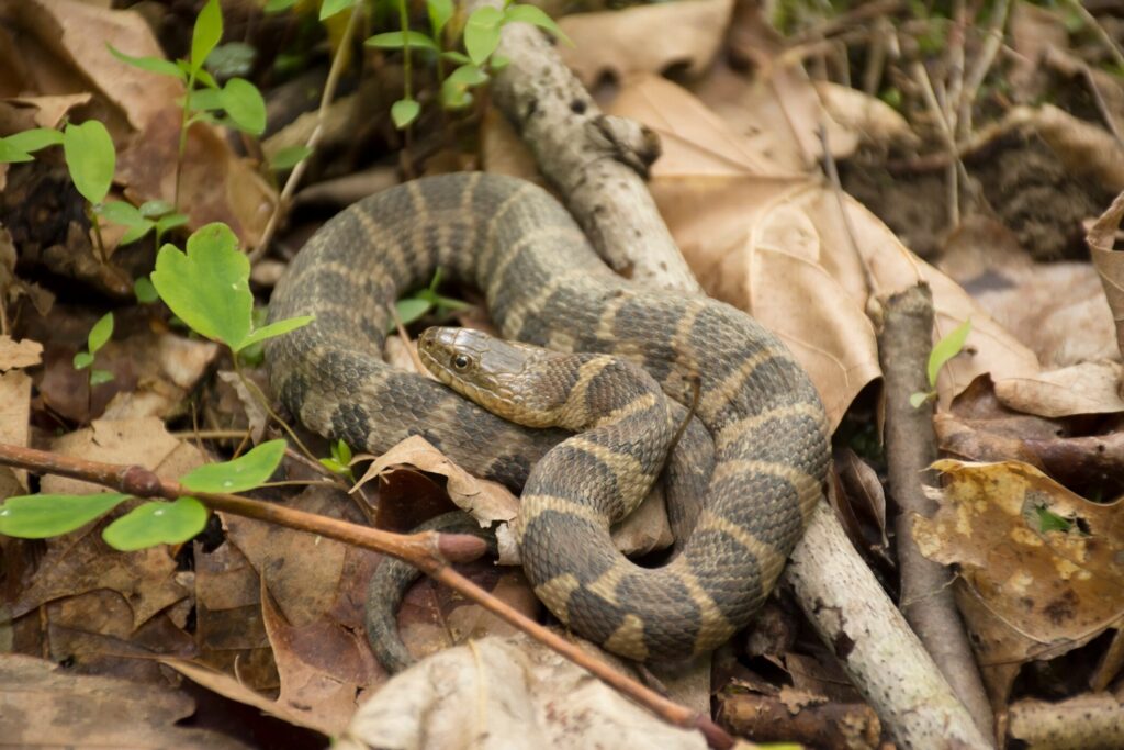 watersnake