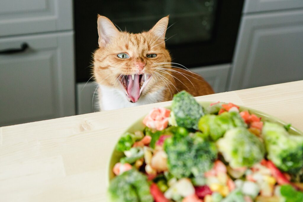 orange tabby cat looking a plate of raw vegetables