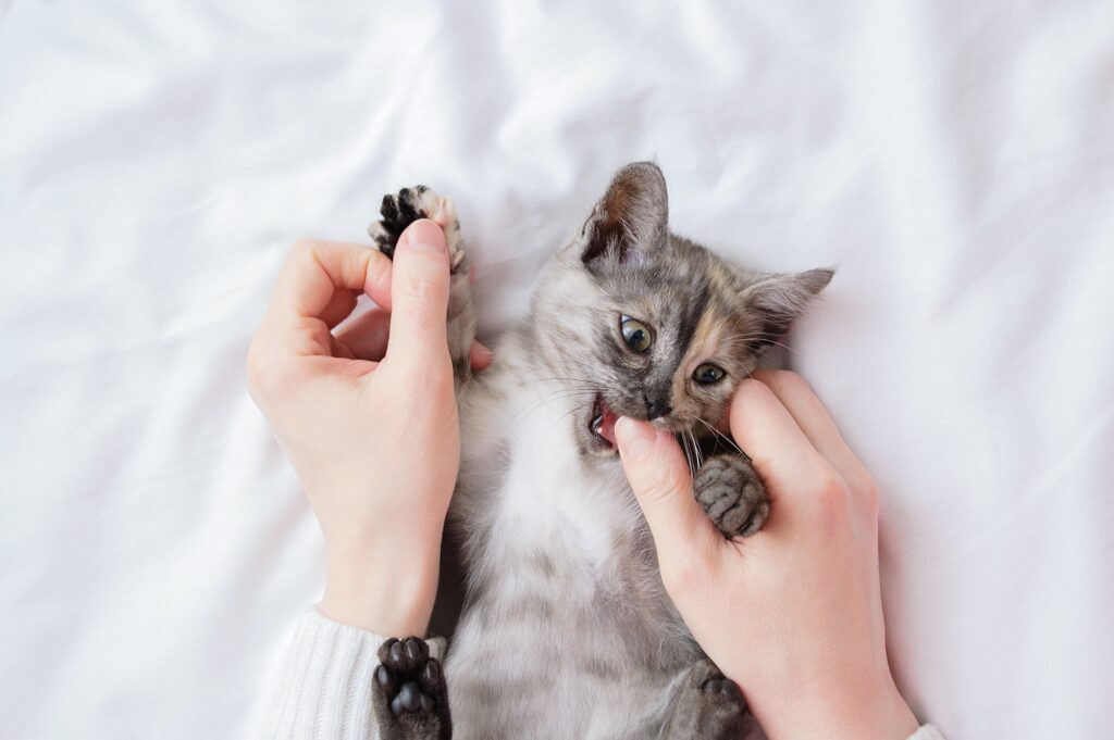 woman's hands playing with a little kitten who is lying on his back and biting her thumb