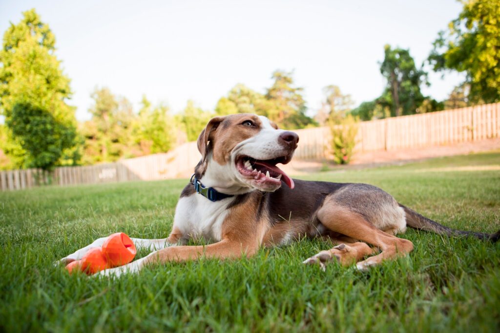tricolor hound dog lying in a fenced backyard with a dog toy