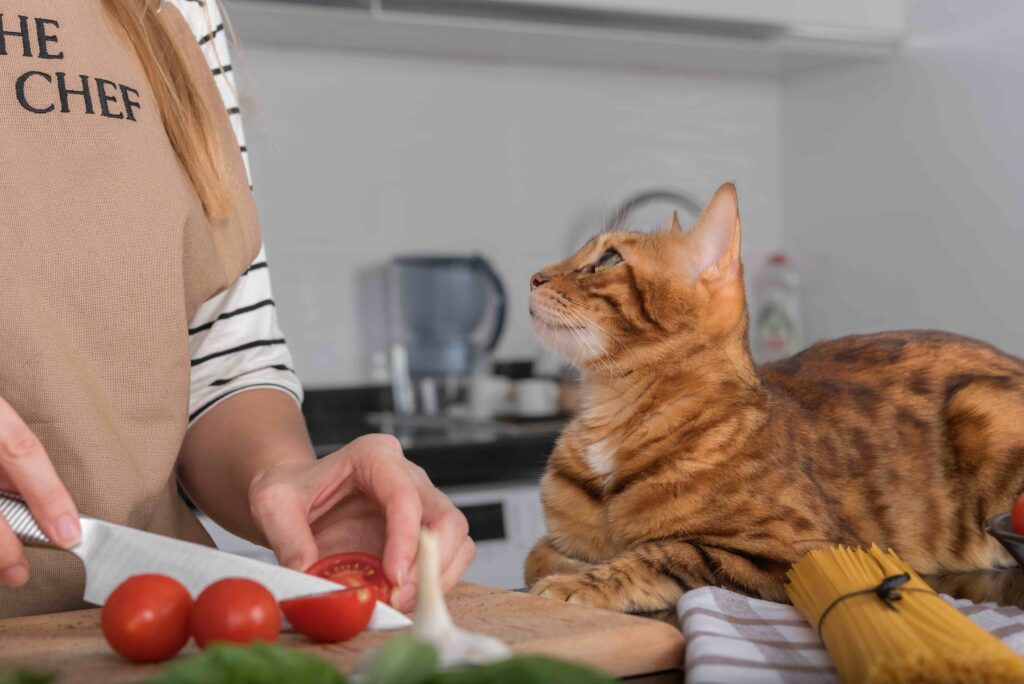 tabby cat lying on a countertop looking up at a woman who is chopping tomatoes