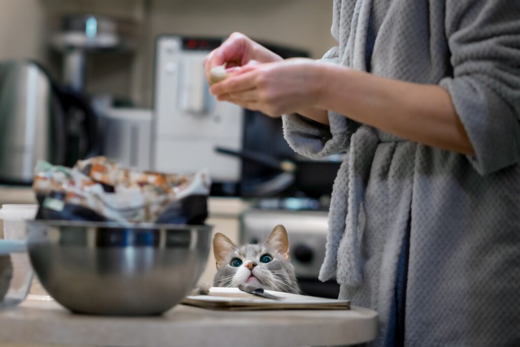 gray cat looking up at a woman shelling shrimp