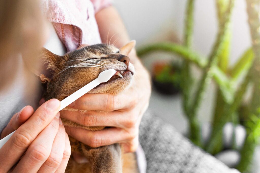Photo of a person brushing a cat’s teeth