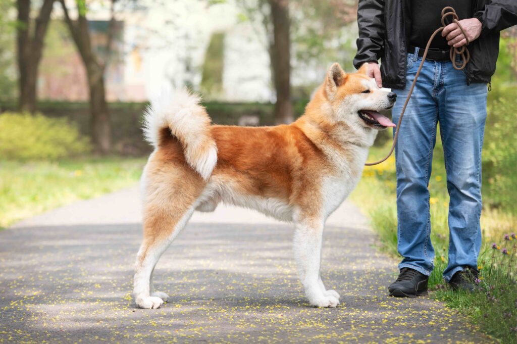red and sesame colored japanese akita dog standing on a leash next to a human