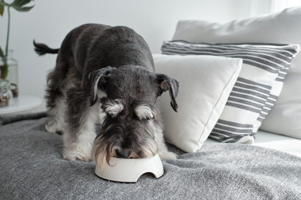 schnauzer dog eating out of bowl
