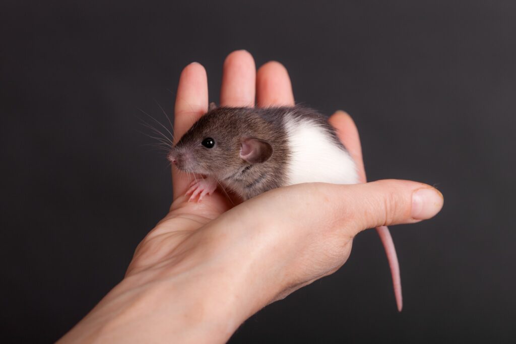 Baby dumbo rat