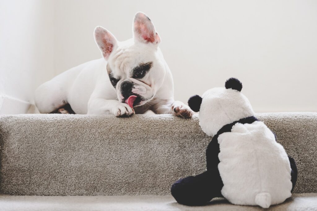 french bulldog licking their paw while sitting on stair