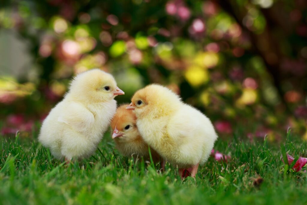 three baby chicks