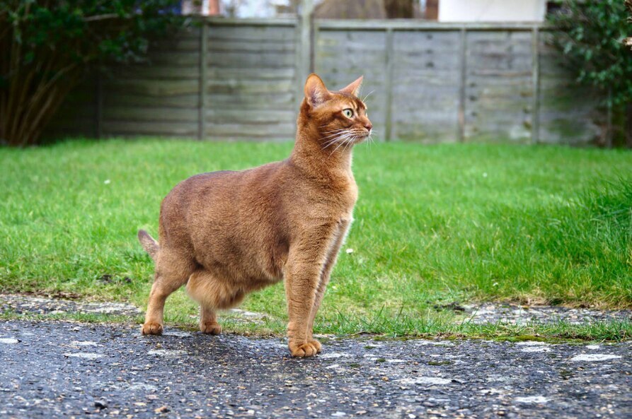 cat standing on a road with a large primordial pouch