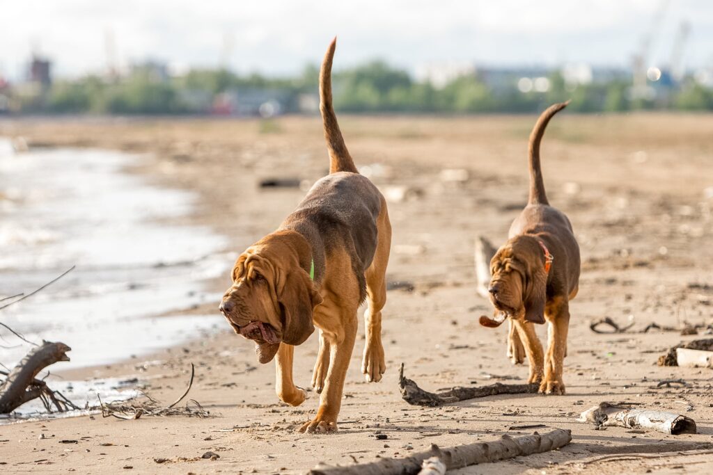 hound-dogs-1024x683.jpg