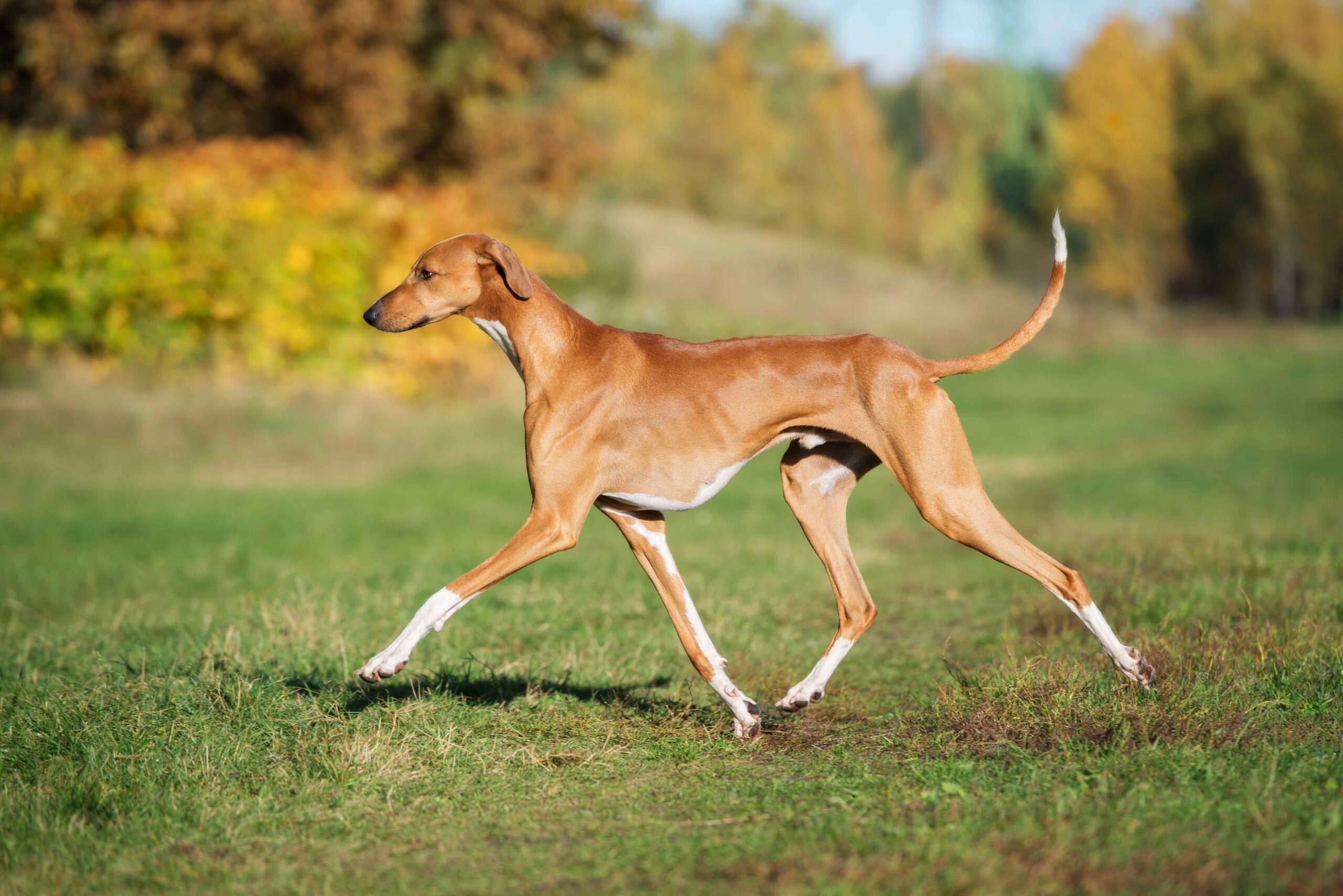 azawakh dog trotting across a grassy lawn
