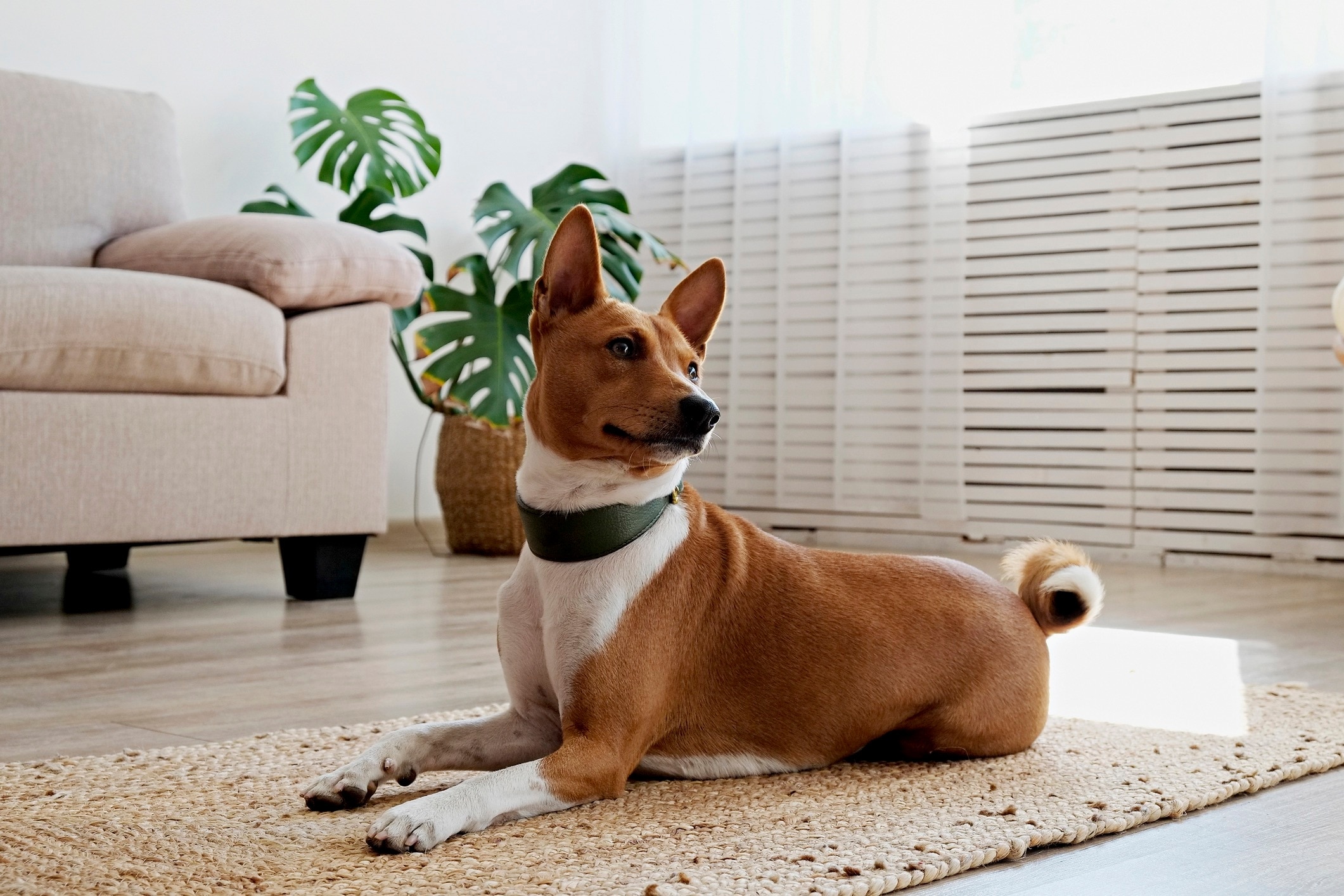 A Basenji, a dog that doesnt like cold weather, lying on a living room floor
