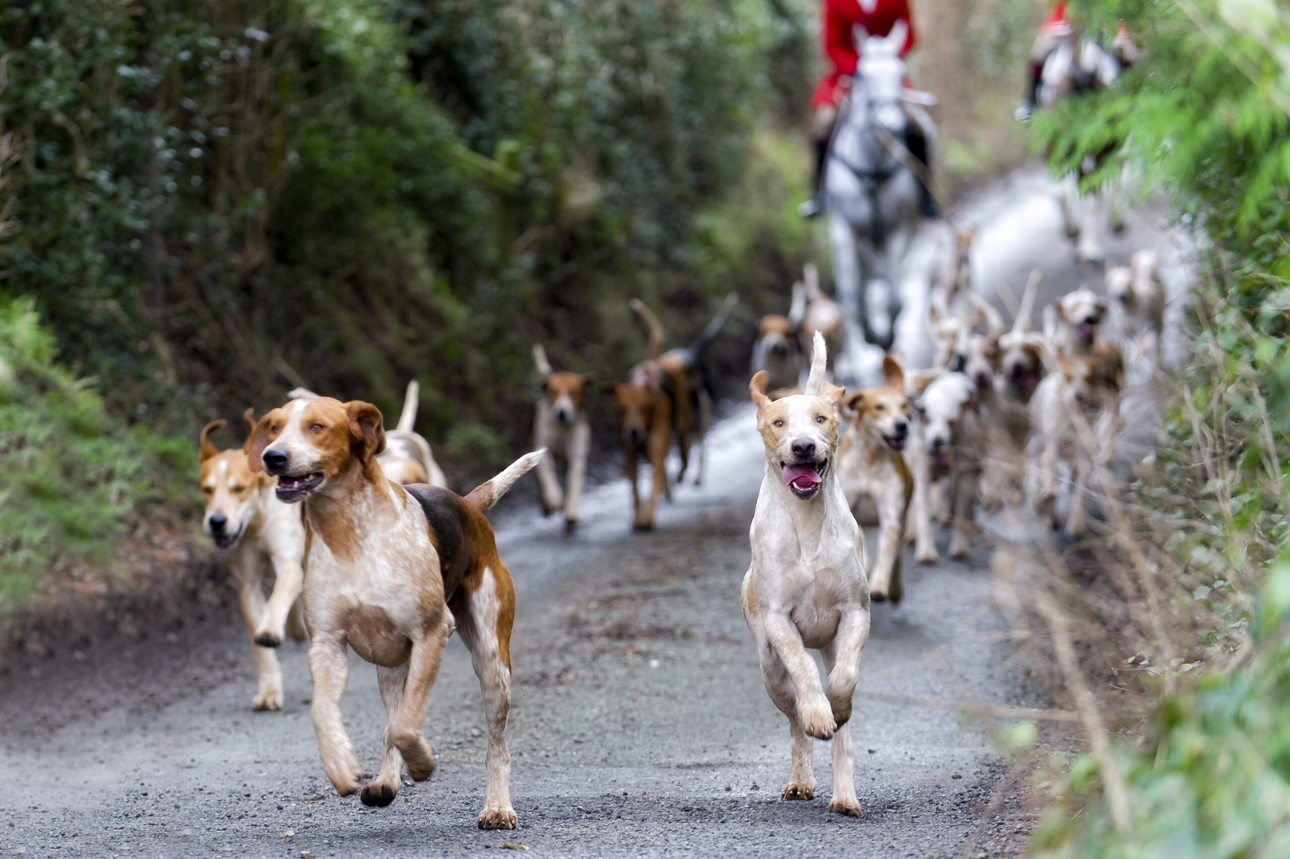 A pack of English Foxhound hound dogs running in England