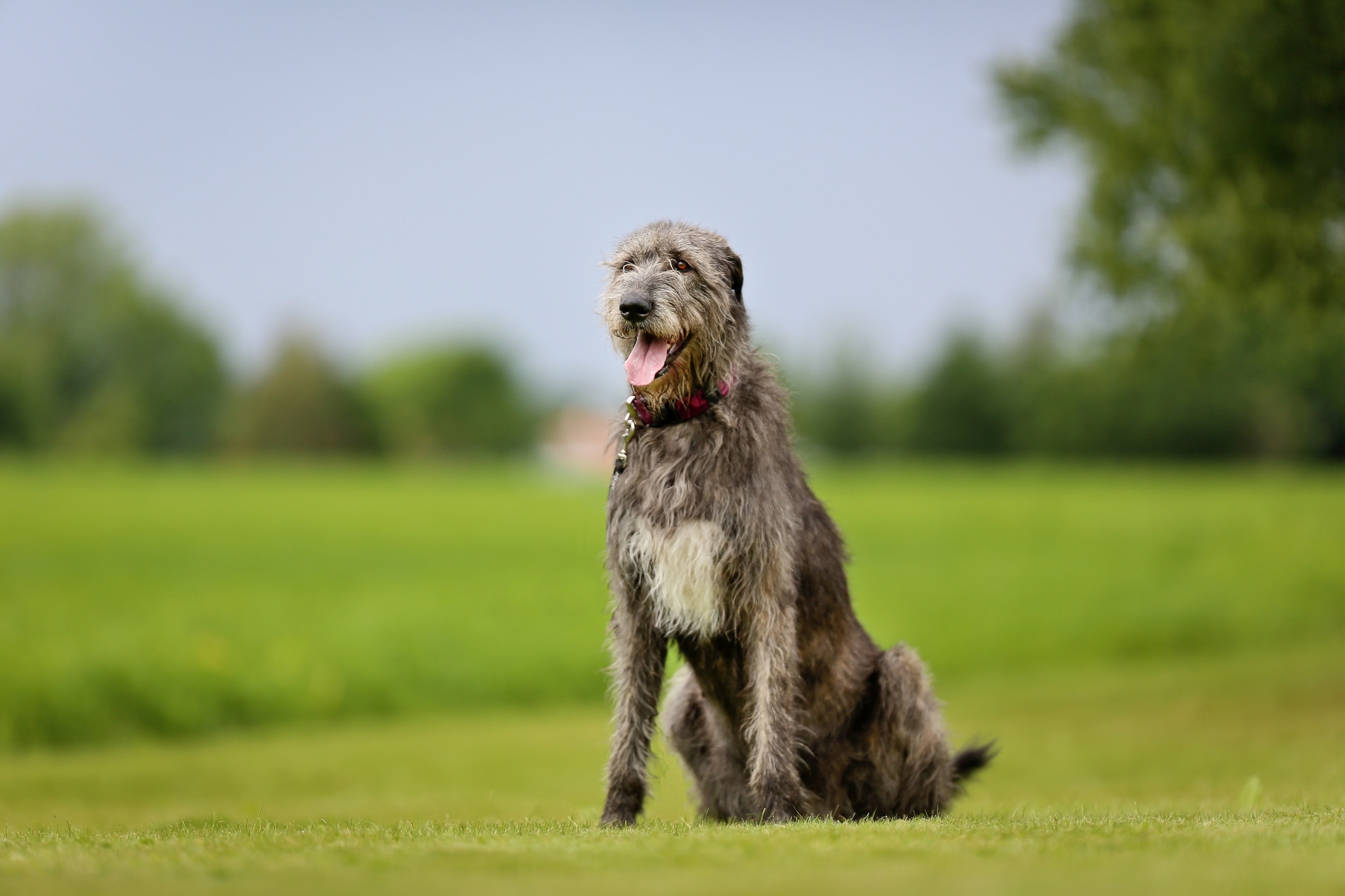 A gray Irish Wolfhound, a type of hound dog, sitting in a field in shallow focus