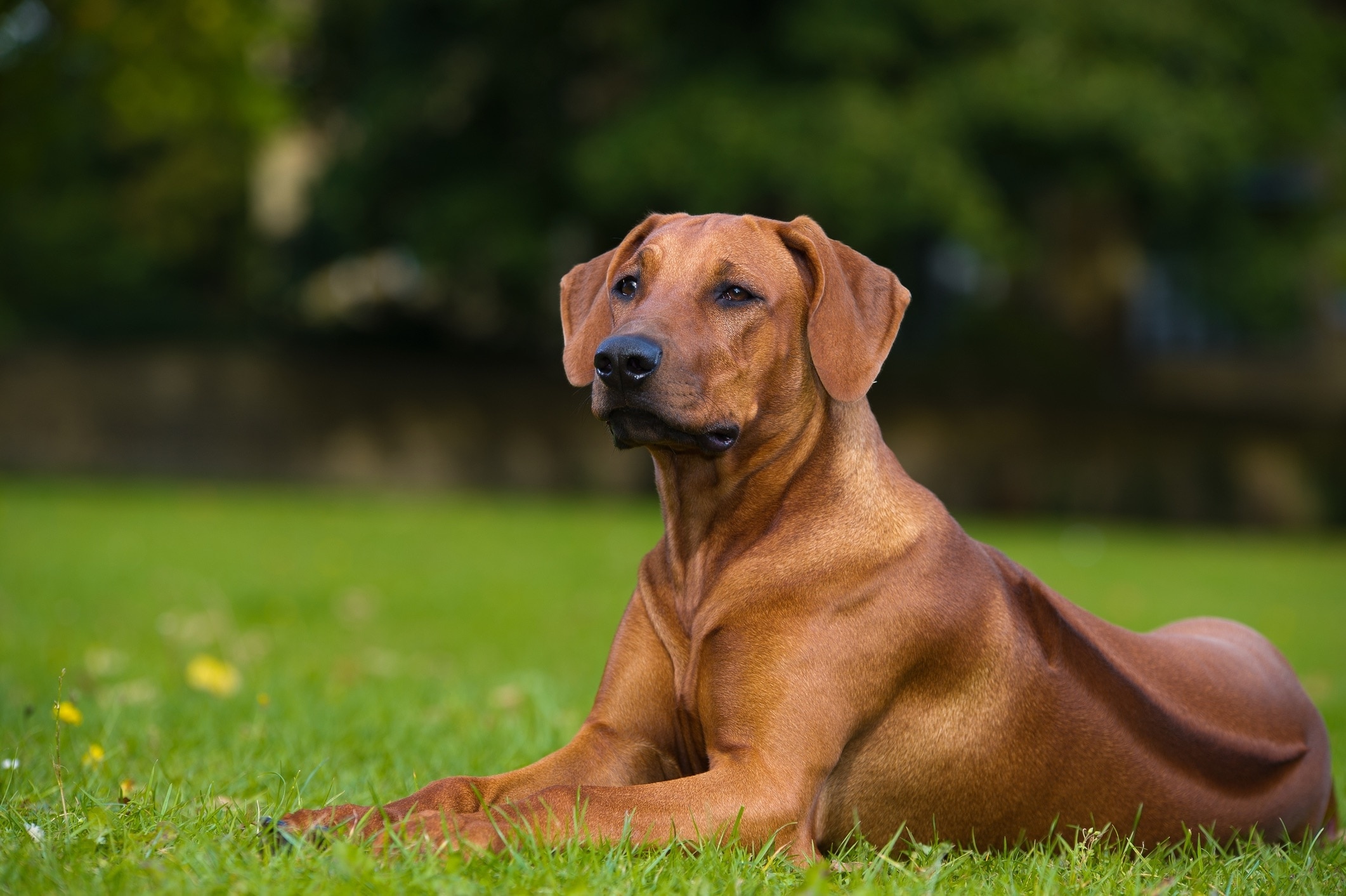 A Rhodesian Ridgeback, a type of hound dog, lying in grass