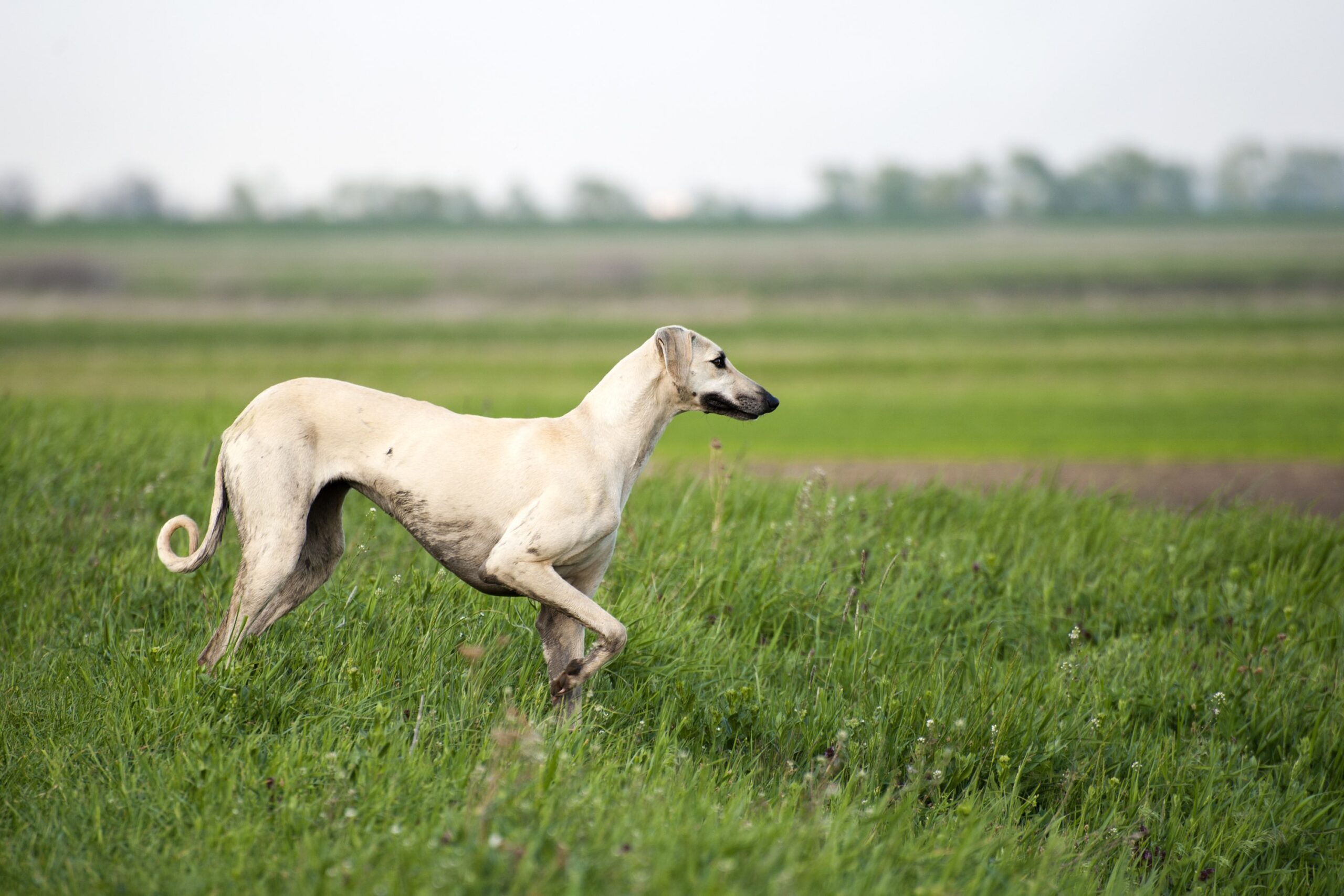A Sloughi dog, a type of hound dog, walking through a field of grass
