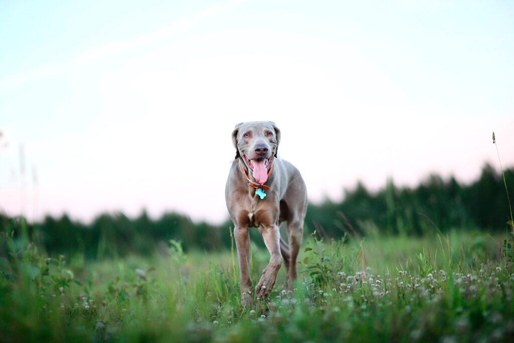 A dog runs through a field.