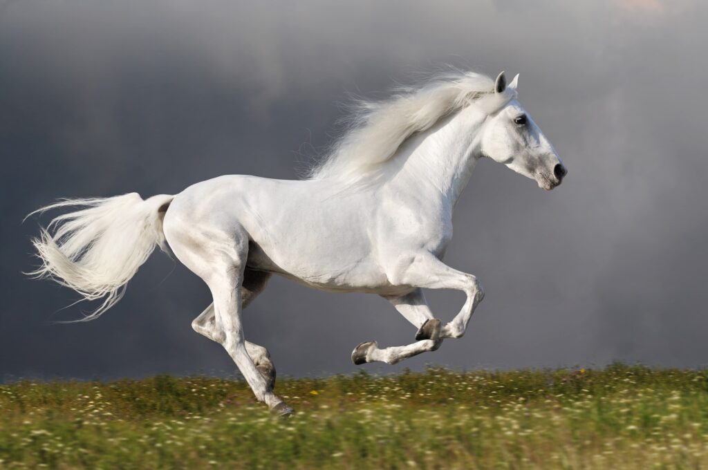 Grey horse galloping