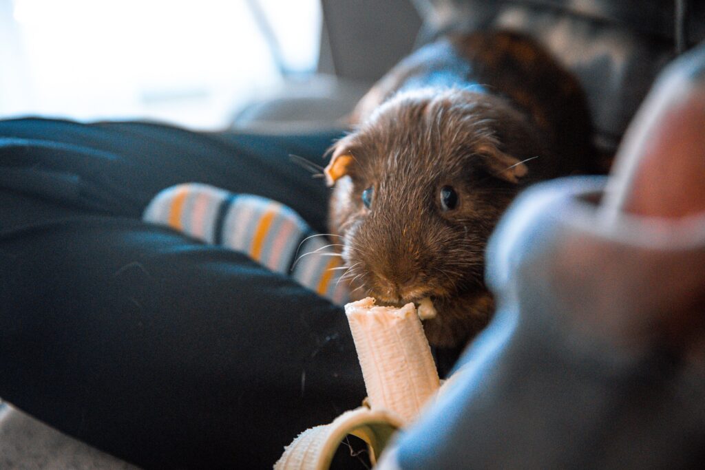 Guinea pig eating banana
