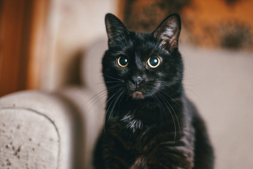 A black cat sits on a couch.