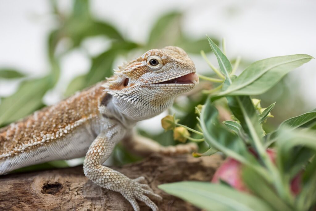 Bearded dragon eating a flower